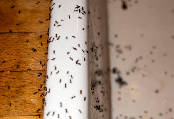 Best Residential Pest Control  in Manchester, VA