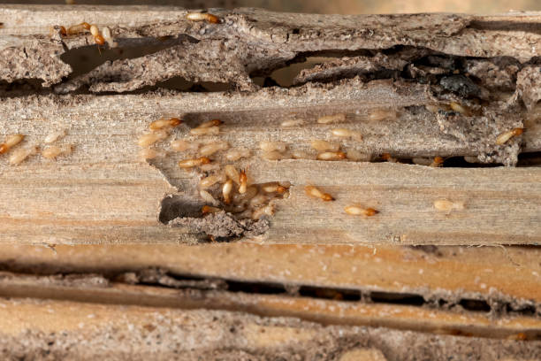 Manchester, VA Pest Control Company