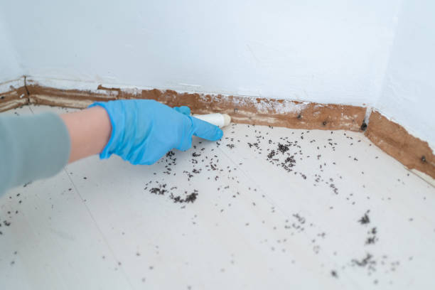 Best Best Pest Control Companies  in Manchester, VA